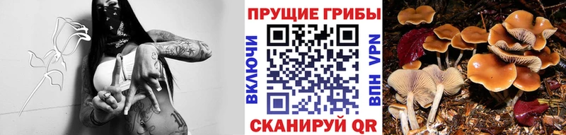 Галлюциногенные грибы Psilocybe  Павловская 